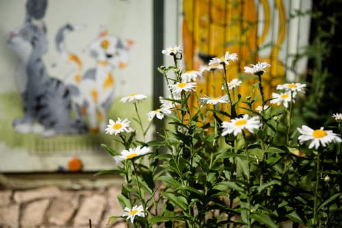 Blumen im Außengelände